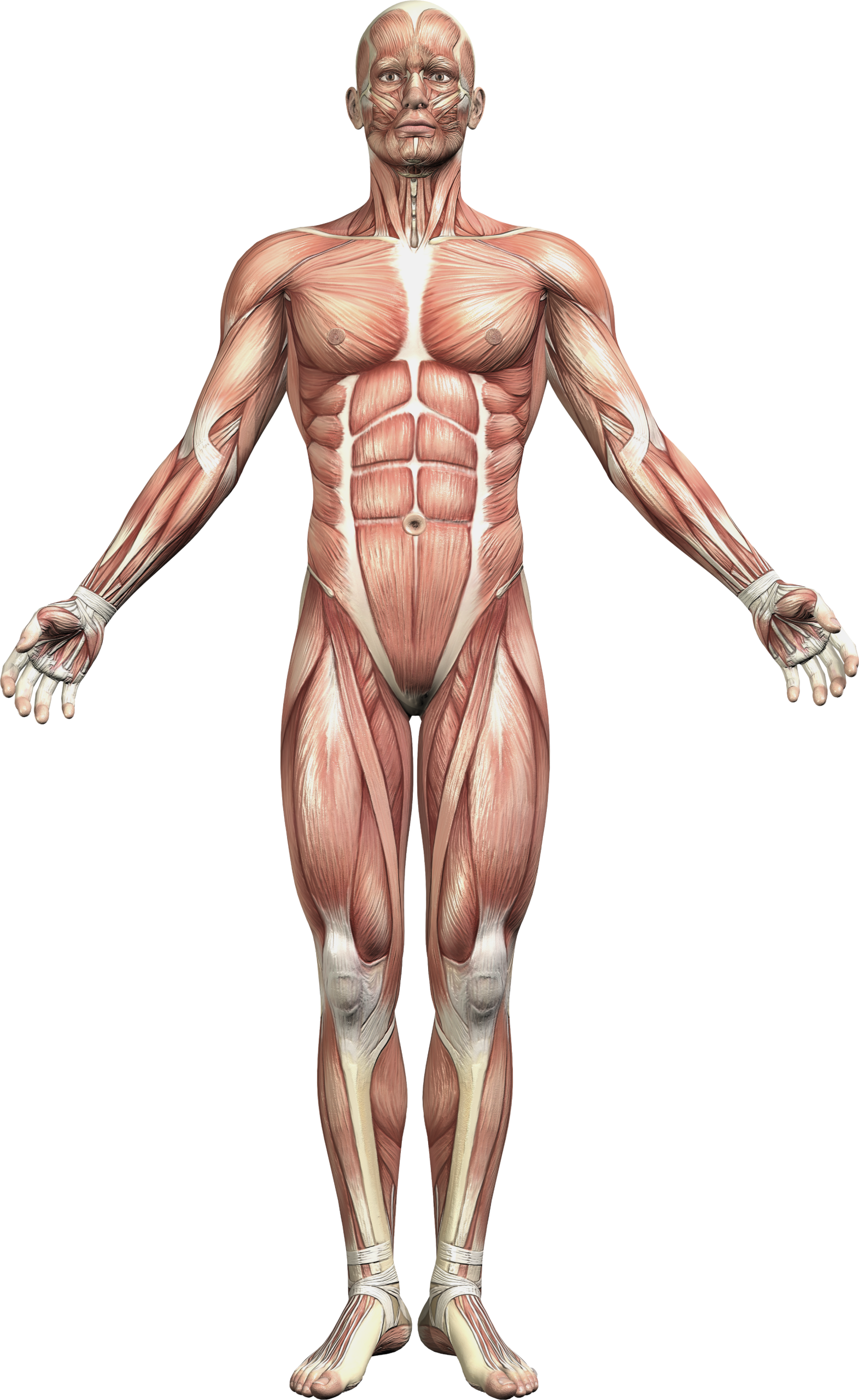 Horimaxx Multispeciality Hospital Skeleton